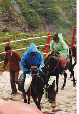 Equine flu strikes Uttarakhand