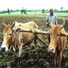 Smallholder agriculture and the environment in a changing global context