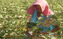 Bt cotton in India: a status report