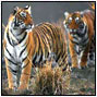 Status of the tigers, co-predators, and prey in India