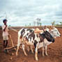 Agriculture and climate change: an agenda for negotiation in Copenhagen - overview