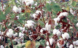 Bt cotton in India: a country profile