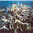 Report on Lakshadweep wetlands/coral reefs