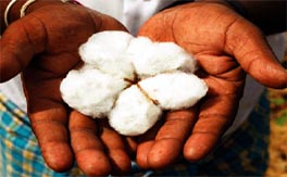 Picking cotton: the choice between organic and genetically-engineered cotton for farmers in South India