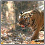 Recommendations of the national workshop on critical tiger habitats and critical wildlife habitats