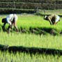 Pesticide use in the rice bowl of Kerala: health costs and policy options