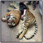 Attitudes toward consumption and conservation of tigers in China