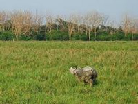Kaziranga to be divided into two wildlife divisions