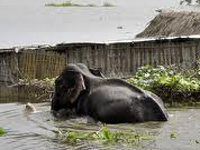 Flood fury affects Kaziranga National Park