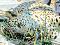 93 leopards dead in first two months of 2018