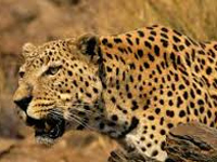 Fight among big cats sign of rising numbers  
