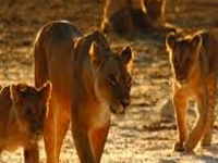 Forest department orders study of fluorosis among lions