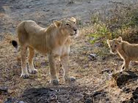 Home stay policy at Gir to be reviewed