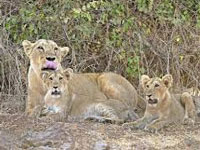 Three Asiatic lions turn man-eaters, sent to captivity for life