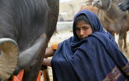 Livestock sector development for poverty reduction: an economic and policy perspective
