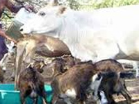 Livestock Census: cattle population in Odisha declines