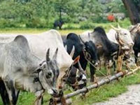 Make cow a national animal: Rajasthan HC