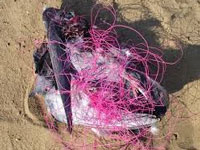 Nylon manja in use for kite flying despite nationwide ban, injuries to birds continue