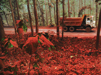 Government prohibits imports of red sanders wood