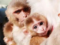 In a first in the country, female monkeys to be given oral 'contraceptive' in Uttarakhand