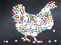 Antibiotic residue in chicken way below international standard