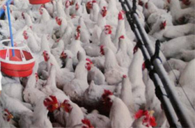 Poultry industry perpetuating myths on antibiotic use; CSE