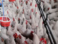 Drugs for poultry set off alarm bells