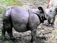 Villagers step in to save Kaziranga rhinos