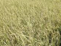 80% Haryana farmers at BPL levels: Study 