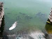 Over 100 fish found dead in Dhanas lake in Chandigarh