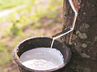 Threat to the environment? Rubber plantations in Northeast eat into forests