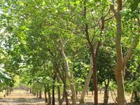 Protect sandalwood trees; get rewarded