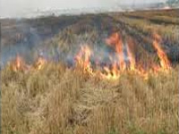 Burning wheat stubble banned in Fatehabad