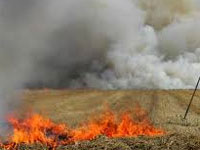 296 Haryana farmers challaned for burning wheat stubble
