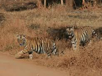 Tiger habitat in Buxa has shrunk: foresters