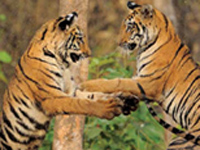बाघों के हमलों से इंसानों की मौत के मामले में मप्र दूसरे नंबर पर  