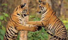 27 tigers in Tadoba-Nagzira corridor, says study
