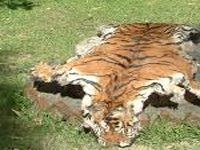 Tiger poaching fears rise in State