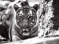 No funds for tiger conservation in Telangana