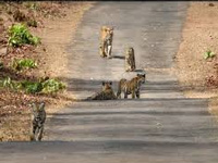 9 tigers roam in every 100sqkm of Nagarahole reserve