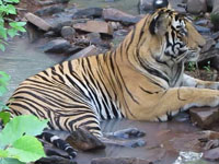 Fourth tiger census kicks off, will use app to record location