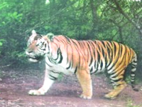 Karnataka leads country in tiger count