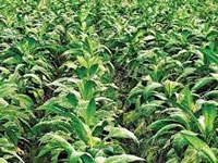 Study environmental impact of tobacco cultivation: House panel