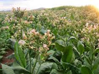 Efforts on to stop tobacco farming