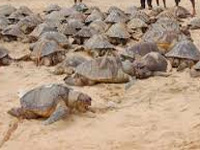 Turtles set for a safe haven in Goa