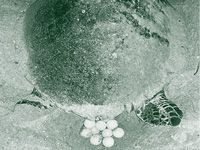 2,000 turtle eggs find their way to hatcheries