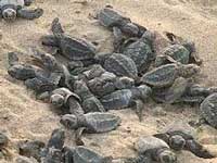 2 lakh baby Olive Ridley turtles emerge in Odisha beach