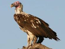 250 endangered vultures spotted at Amangarh forest range