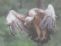 Vultures back in Ramdeora after 15 years
