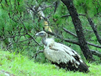 New nest? Himalayan vultures found in Chambal
